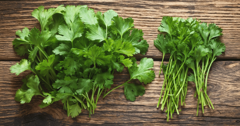 Le persil plat et frisé, des arômes à explorer