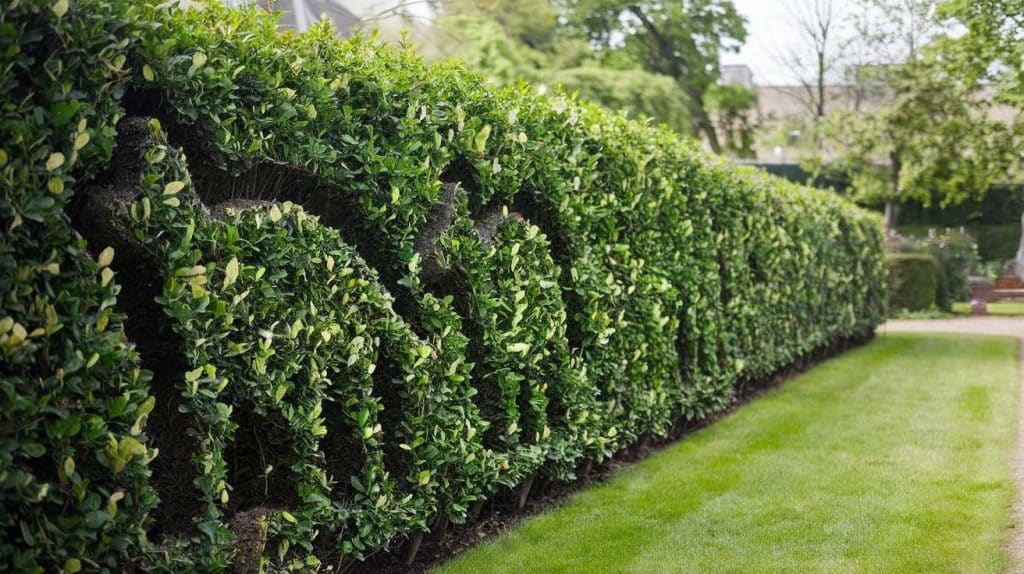 Haies lauriers : bonnes pratiques pour structurer et entretenir une haie dense