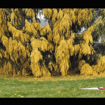 Cypres inconvenients : défis dans l’entretien des arbres résidentiels