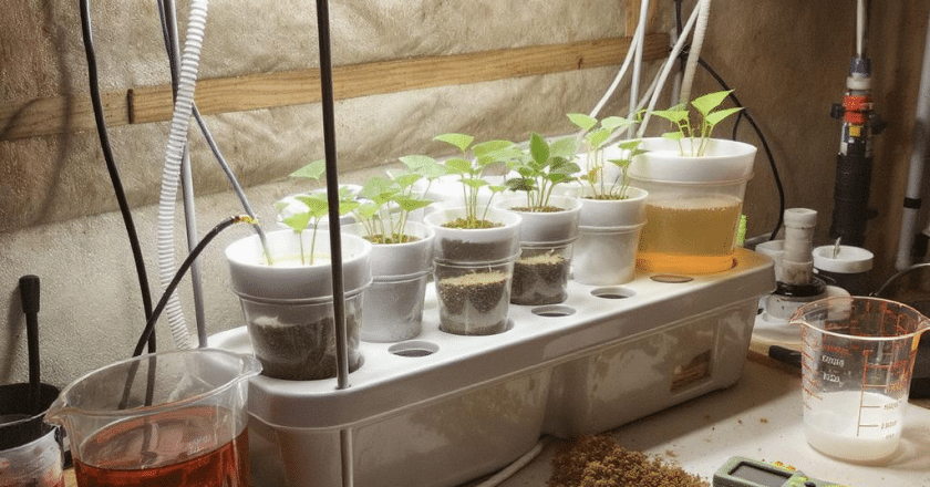 Engrais hydroponique maison : préparation pour les cultures intérieures