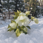 Helleborus niger christmas rose : culture en hiver pour les jardins