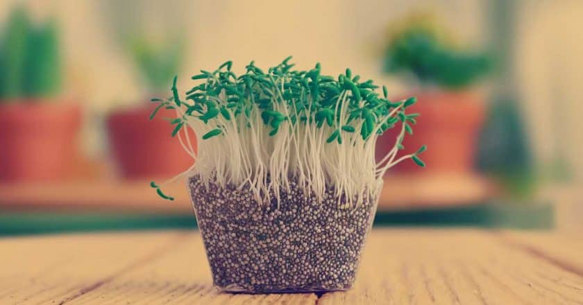 Plante de chia : culture pour enrichir les espaces verts intérieurs
