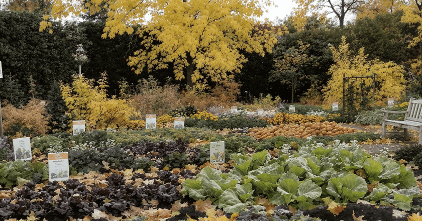 Automne au jardin : Guide des semis et plantations pour un potager florissant