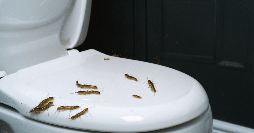 Vers dans toilette : causes probables et gestes d’assainissement à la maison