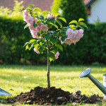 Prunus Pissardii : plantation, entretien et intérêt décoratif de cet arbre ornemental dans un jardin