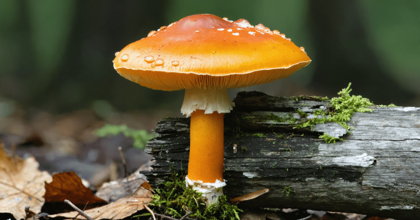 Quel est ce champignon orange qui pousse sur du bois mort : identification et rôle dans le jardin