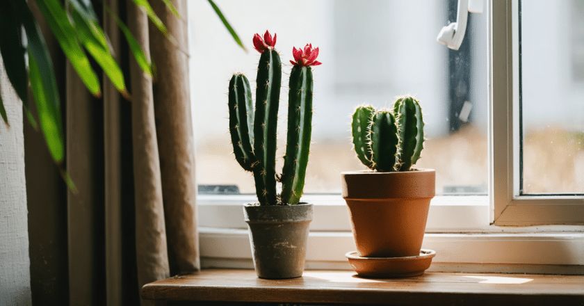 Cactus de noel : les repères utiles pour aménager ou entretenir son intérieur