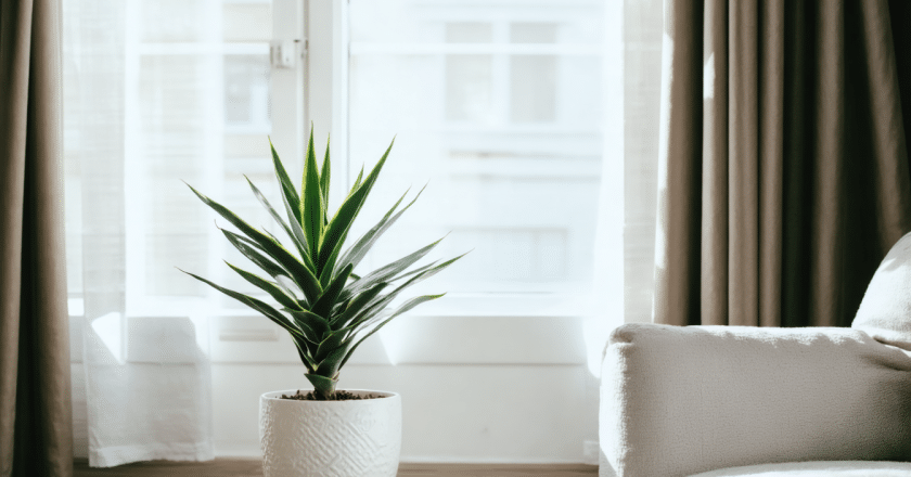 Dracaena : conseils pratiques pour mieux comprendre cet usage dans l’habitat