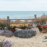 Créer et entretenir un jardin florissant en bord de mer : astuces et conseils
