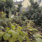 Créer un jardin gourmand : cultivez vos fruits pour des confitures maison savoureuses
