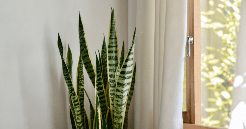 Sansevieria : ce qu’il faut savoir avant de l’intégrer à un projet maison