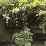plantes grimpantes idéales pour créer de l’ombre naturelle sur votre terrasse ou balcon