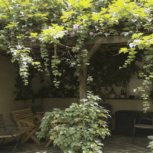 plantes grimpantes idéales pour créer de l’ombre naturelle sur votre terrasse ou balcon