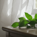 Feuilles de laurier : le secret naturel pour une chambre sereine et relaxante