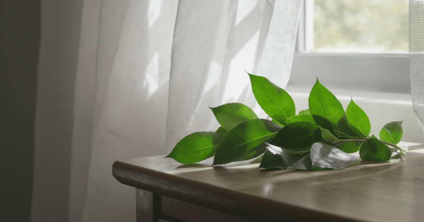 Feuilles de laurier : le secret naturel pour une chambre sereine et relaxante