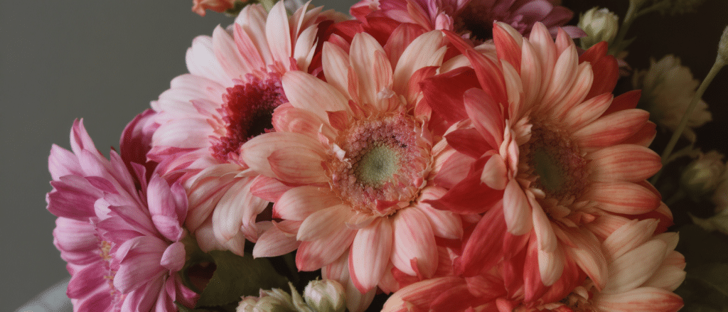 d&eacute;couvrez l'&eacute;l&eacute;gance &eacute;clatante des gerberas, ces majestueuses marguerites qui apportent couleur et charme &agrave; votre int&eacute;rieur et jardin.