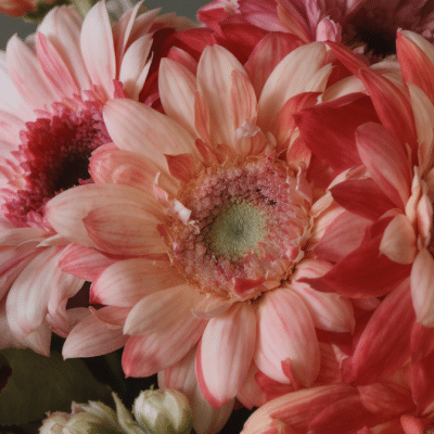 Gerberas : laissez-vous envoûter par l’élégance éclatante de ces majestueuses marguerites