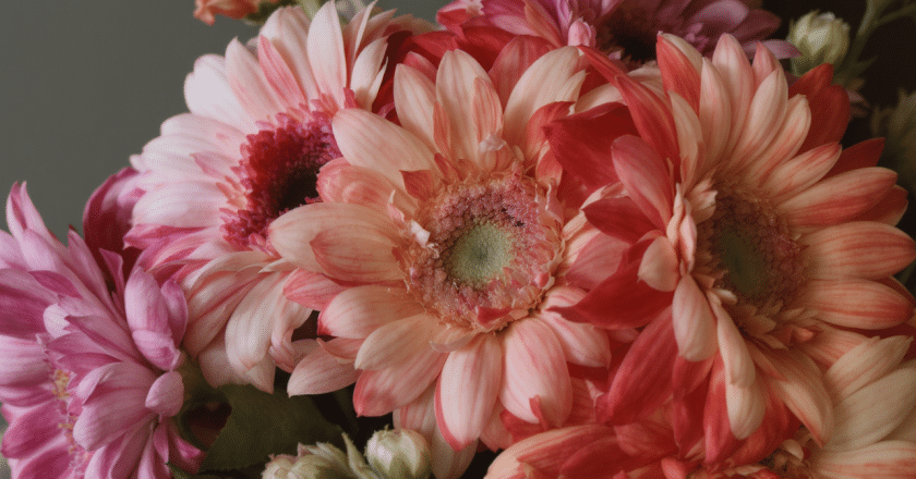 Gerberas : laissez-vous envoûter par l’élégance éclatante de ces majestueuses marguerites