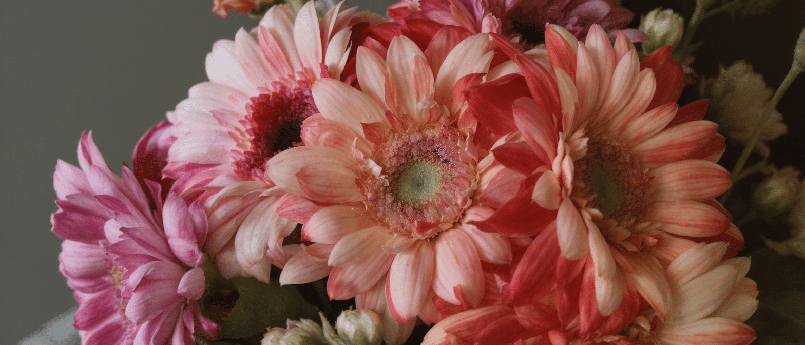 découvrez l'élégance éclatante des gerberas, ces majestueuses marguerites qui apportent couleur et charme à votre intérieur et jardin.