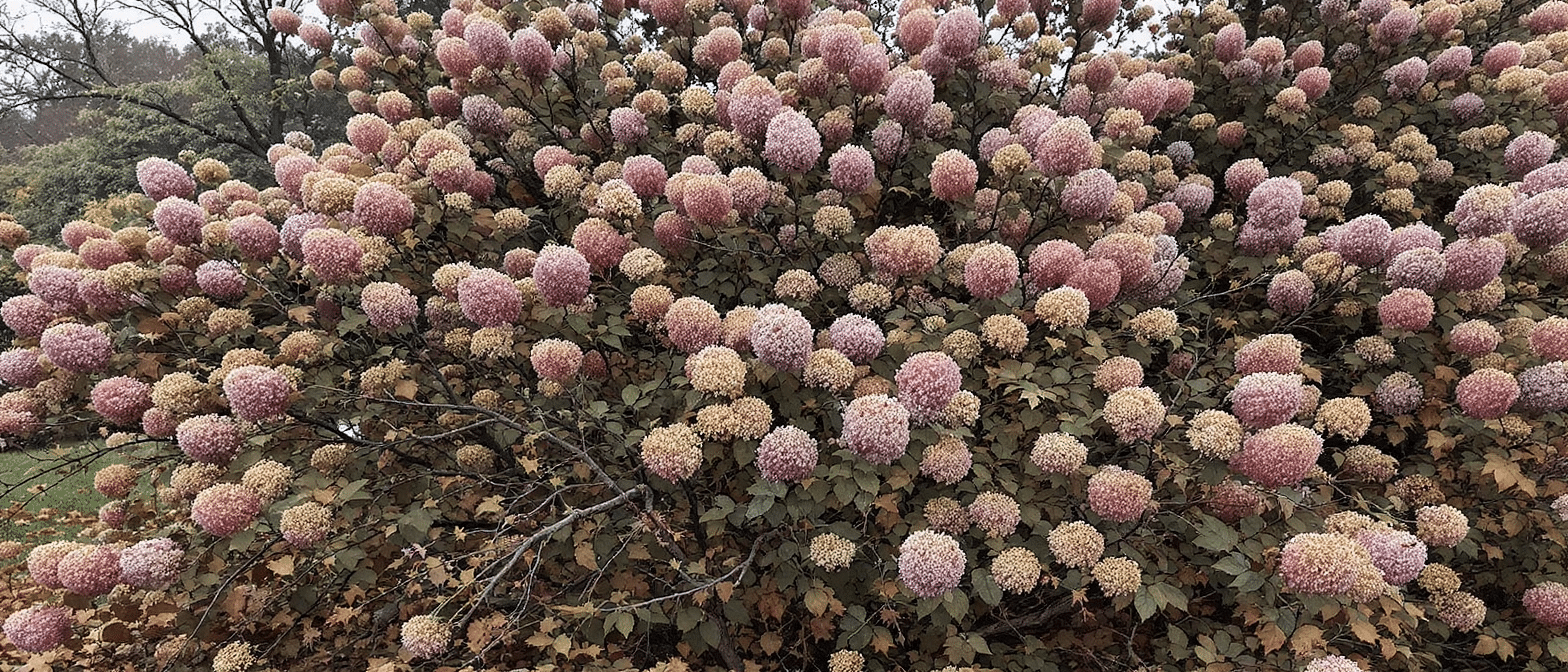 d&eacute;couvrez pourquoi tailler vos hortensias avant l&rsquo;hiver peut compromettre leur floraison printani&egrave;re et quand intervenir pour pr&eacute;server leurs fleurs.