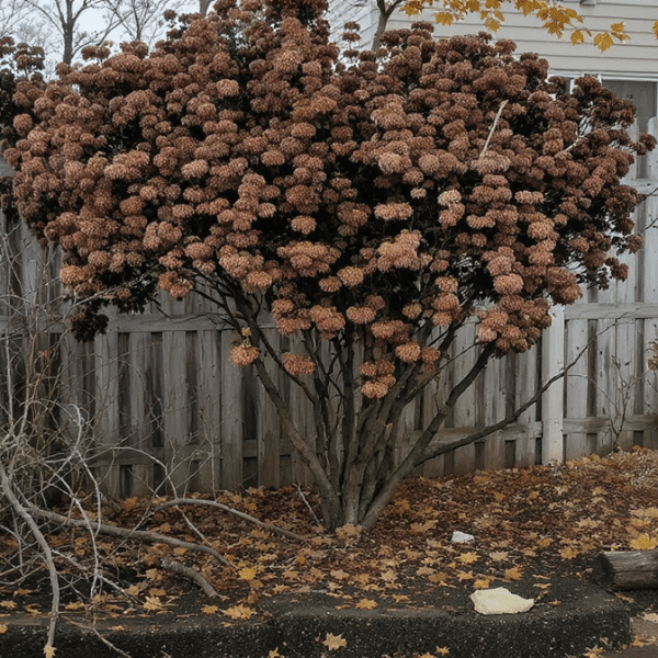 Hortensias : pourquoi une taille avant l’hiver risque de compromettre les fleurs du printemps