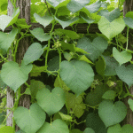 Liane de Madère : découvrez cette plante grimpante comestible qui demande très peu d’entretien